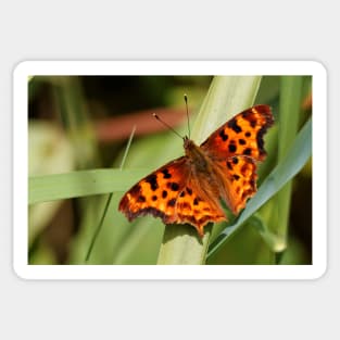 Satyr Comma Butterfly on a Blade of Grass Sticker